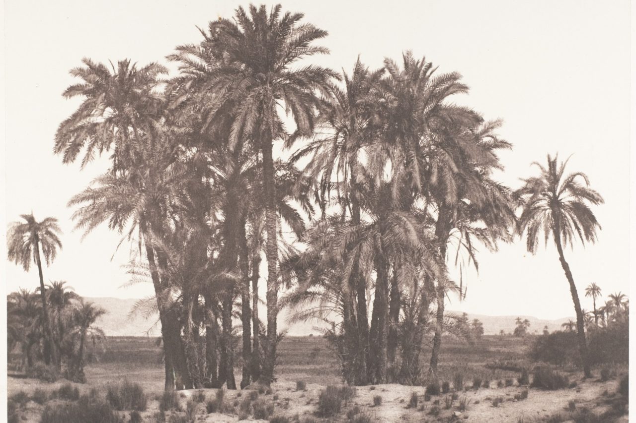 Karnak, Group of Date Palms Seen from Point A