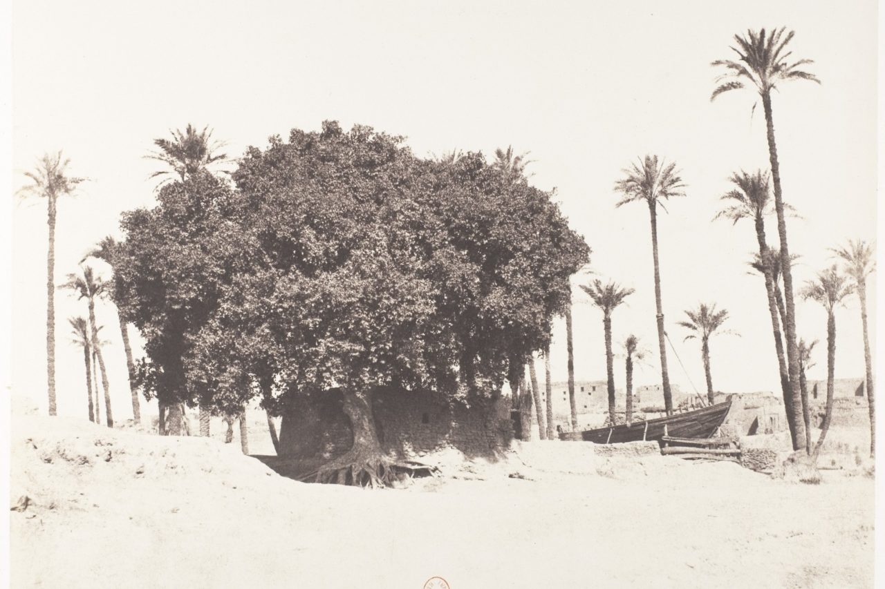 Esna, Date Palms, Sycamore and Coffee On the Banks of the Nile