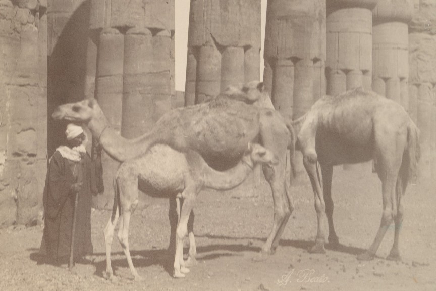 Temple Luxor 1864