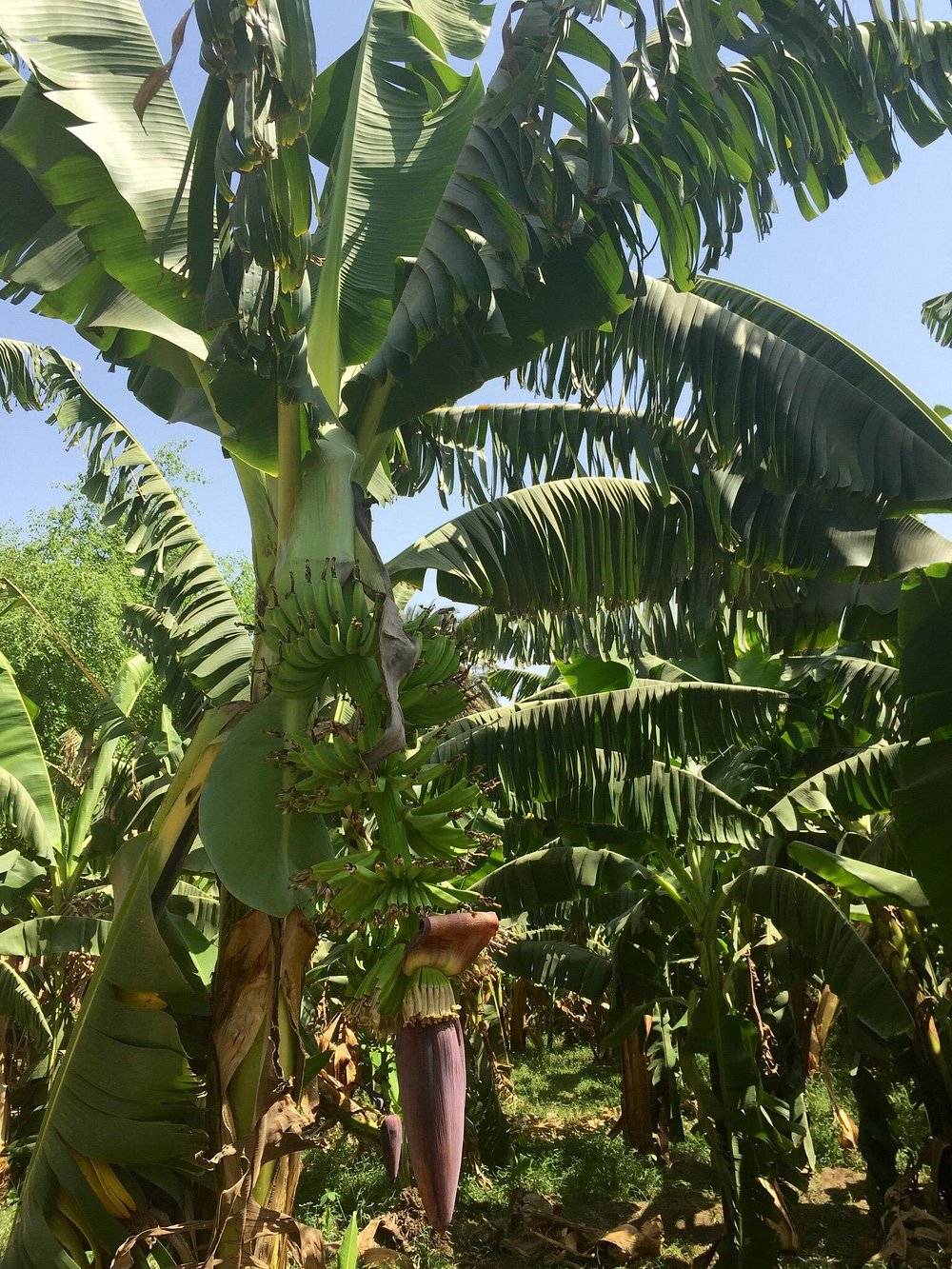 Shaded dirt paths through banana trees on Banana Island in Luxor