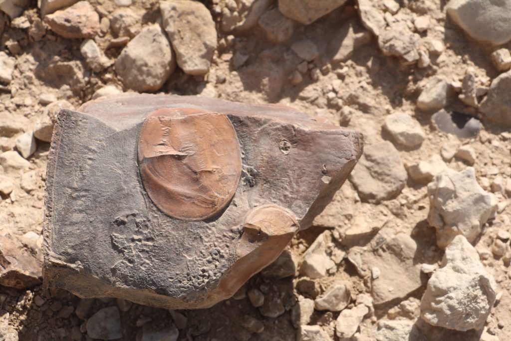 Al-Dabbabiya Natural Protectorate