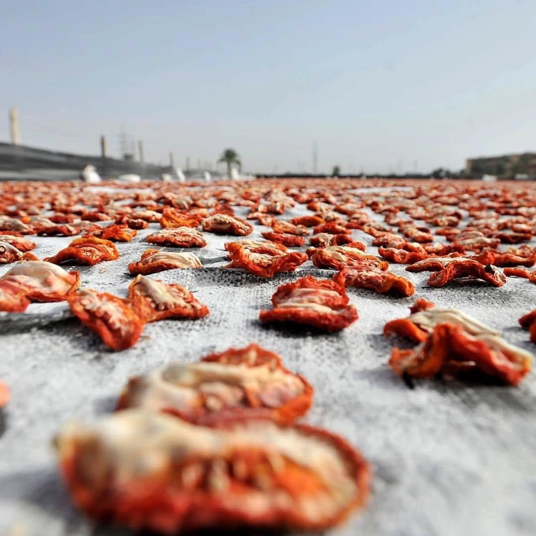 Sun-dried tomatoes in Luxor, Egypt, spread across the ground