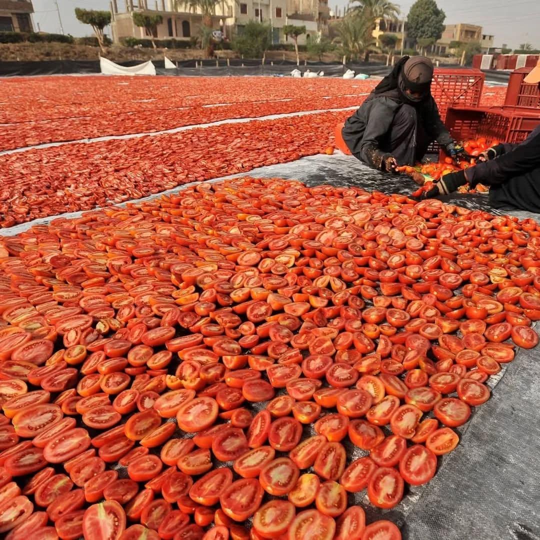 Sun-dried tomatoes laid out in a field in Luxor, Egypt