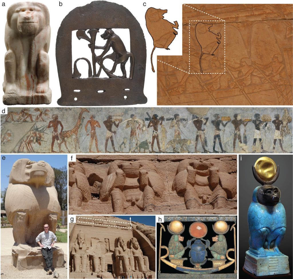 Egyptian iconography of Papio hamadryas, a tradition exceeding 3000 years