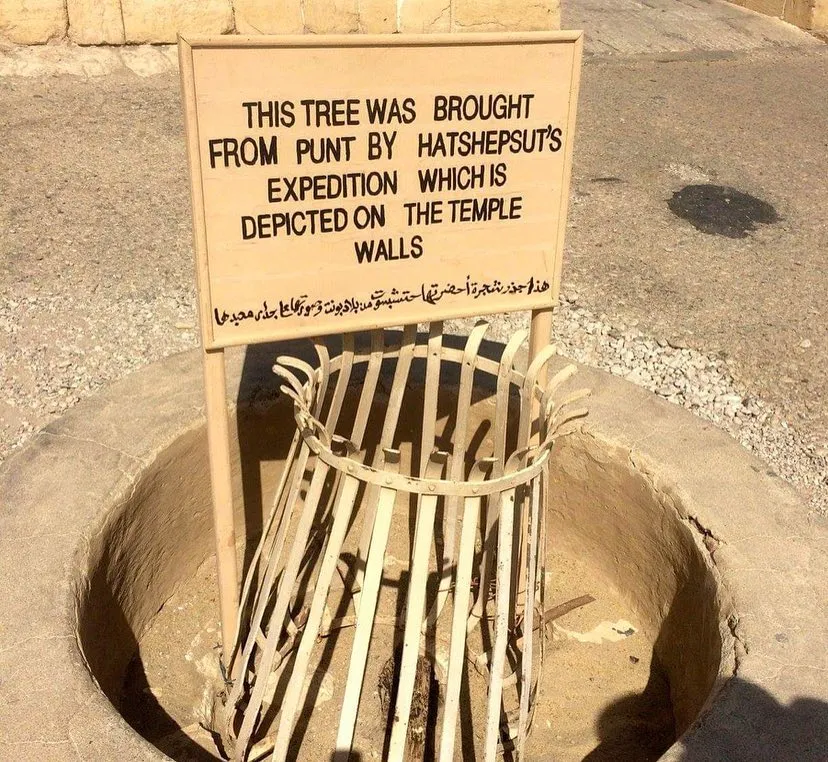 Hatshepsut’s Myrrh Tree