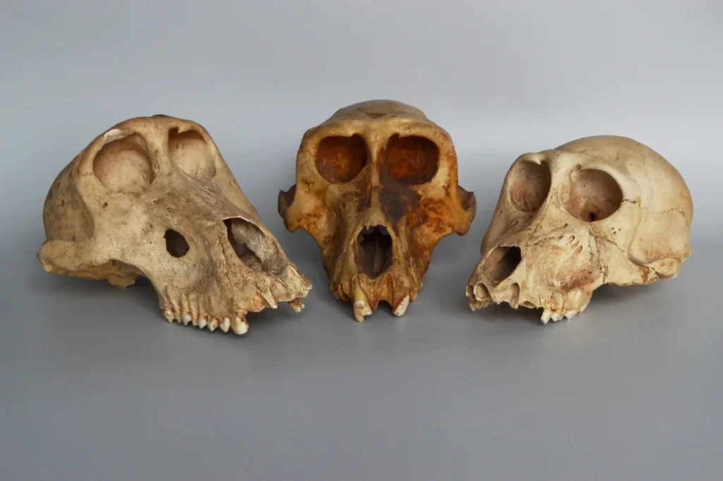 The baboons' skeletal remains revealed signs of deformities