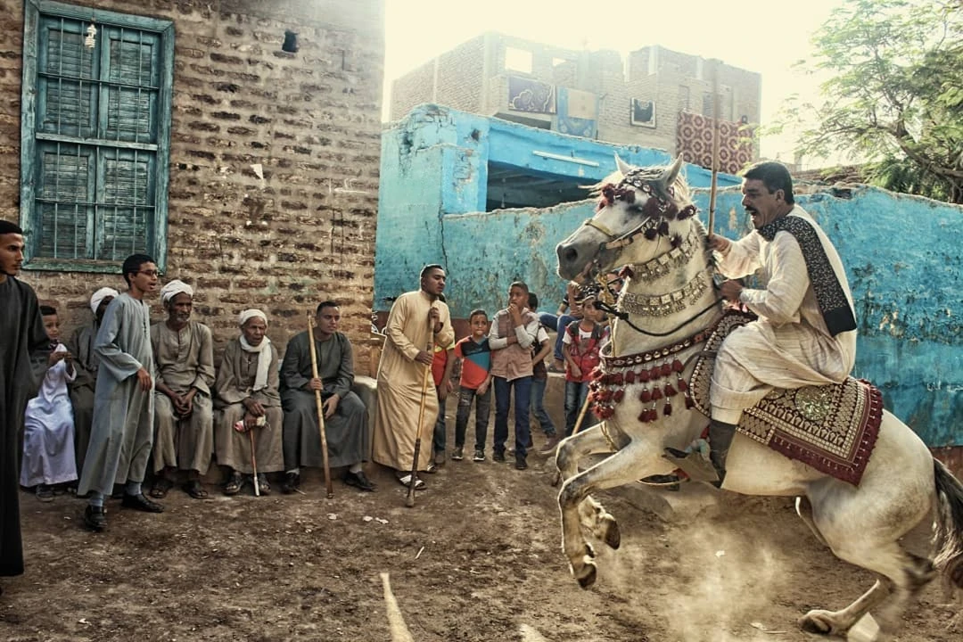 Sa'idi knights on Arabian horses performing Al-Mermah stick fencing during a Luxor festival