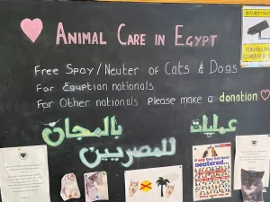 Read more about the article Animal Care in Egypt (ACE)