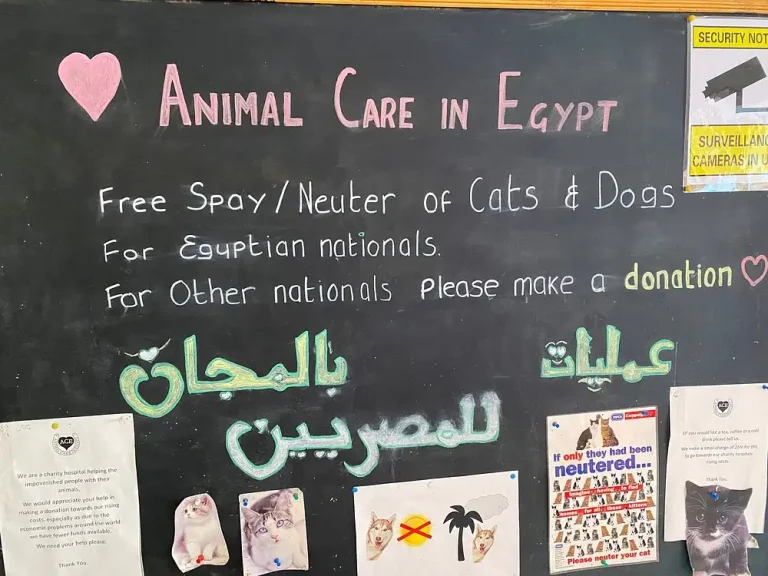 Animal Care in Egypt (ACE)